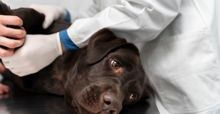 Vet with brown dog. Shutterstock..jpg