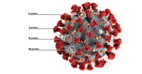 COVID-19 – The Role Of Viral Genomics In Shaping The Response To The ...